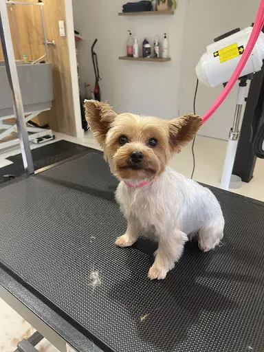 HaU ŁaŁ Psi Fryzjer